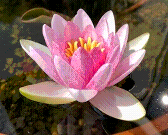 最後は一度自宅に帰りたいと・・・